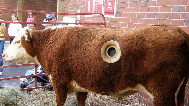 美国奶牛肚子留洞起什么作用,奶牛肚子为什么掏一个洞