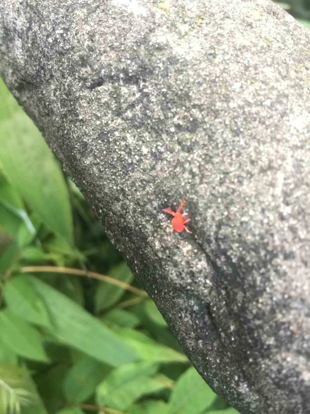 峨眉山登顶佛像,峨眉山登顶记完整版