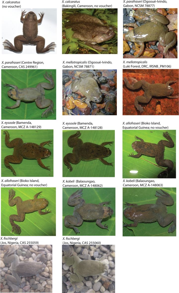 蛤?没想到你是这样的,爪蟾