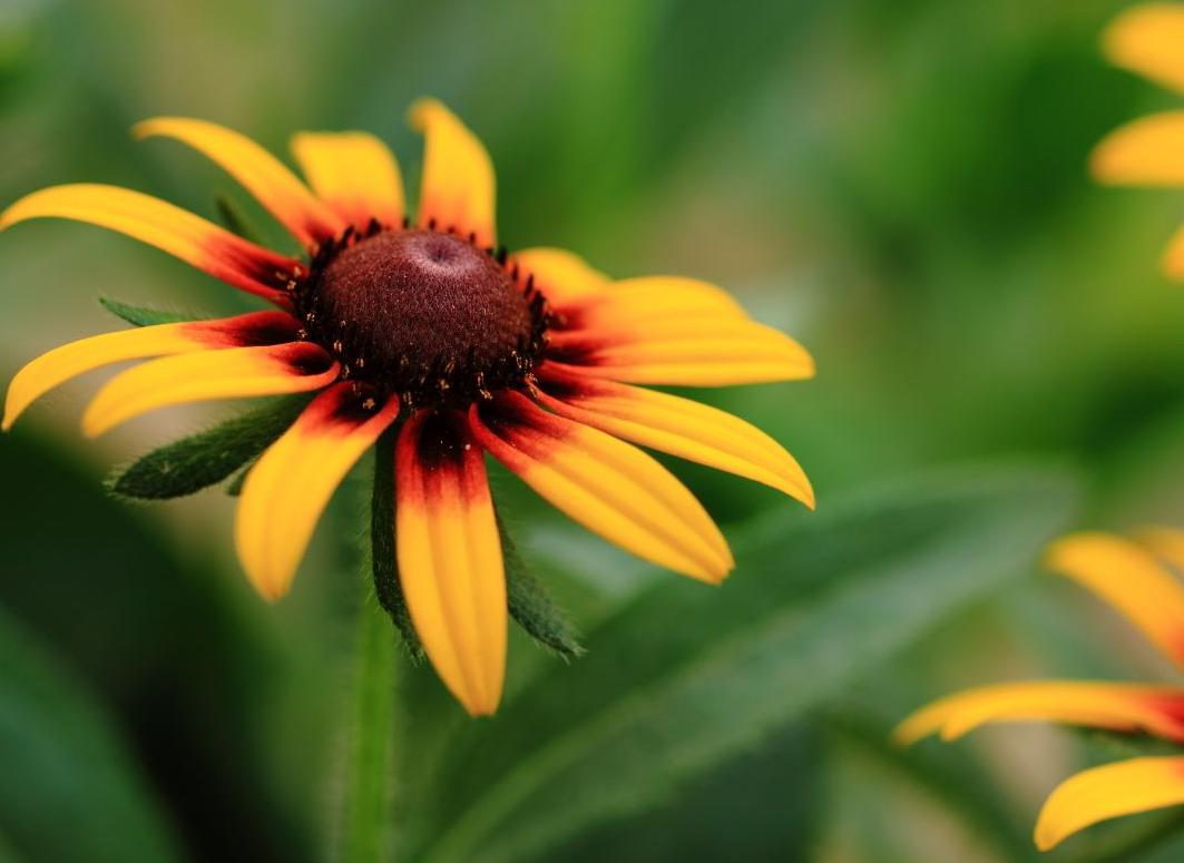 黑心菊观赏习性,黑心菊开花时间多长