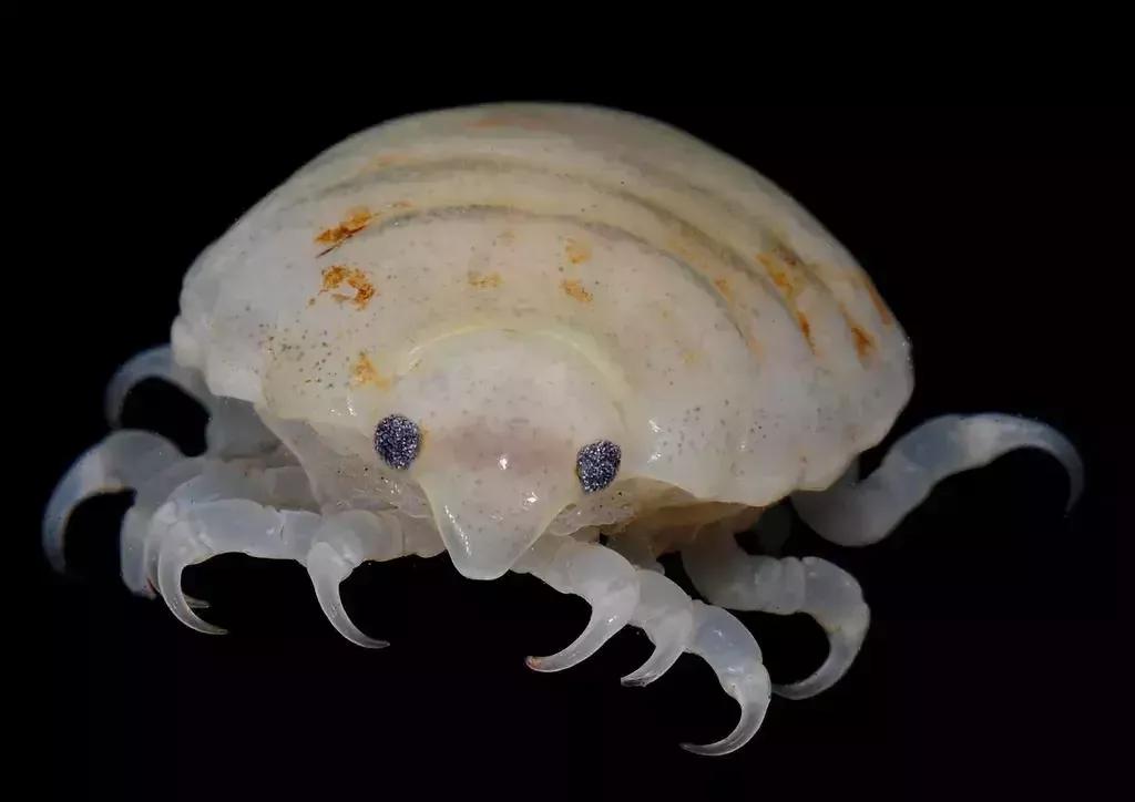 “无耻”食舌虱：一生只为硬给鱼个新“舌头”！它的危害有多大？