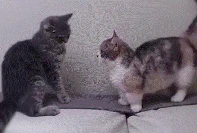 撸猫的秘籍,养猫妙招新手也能讨高冷猫咪欢心