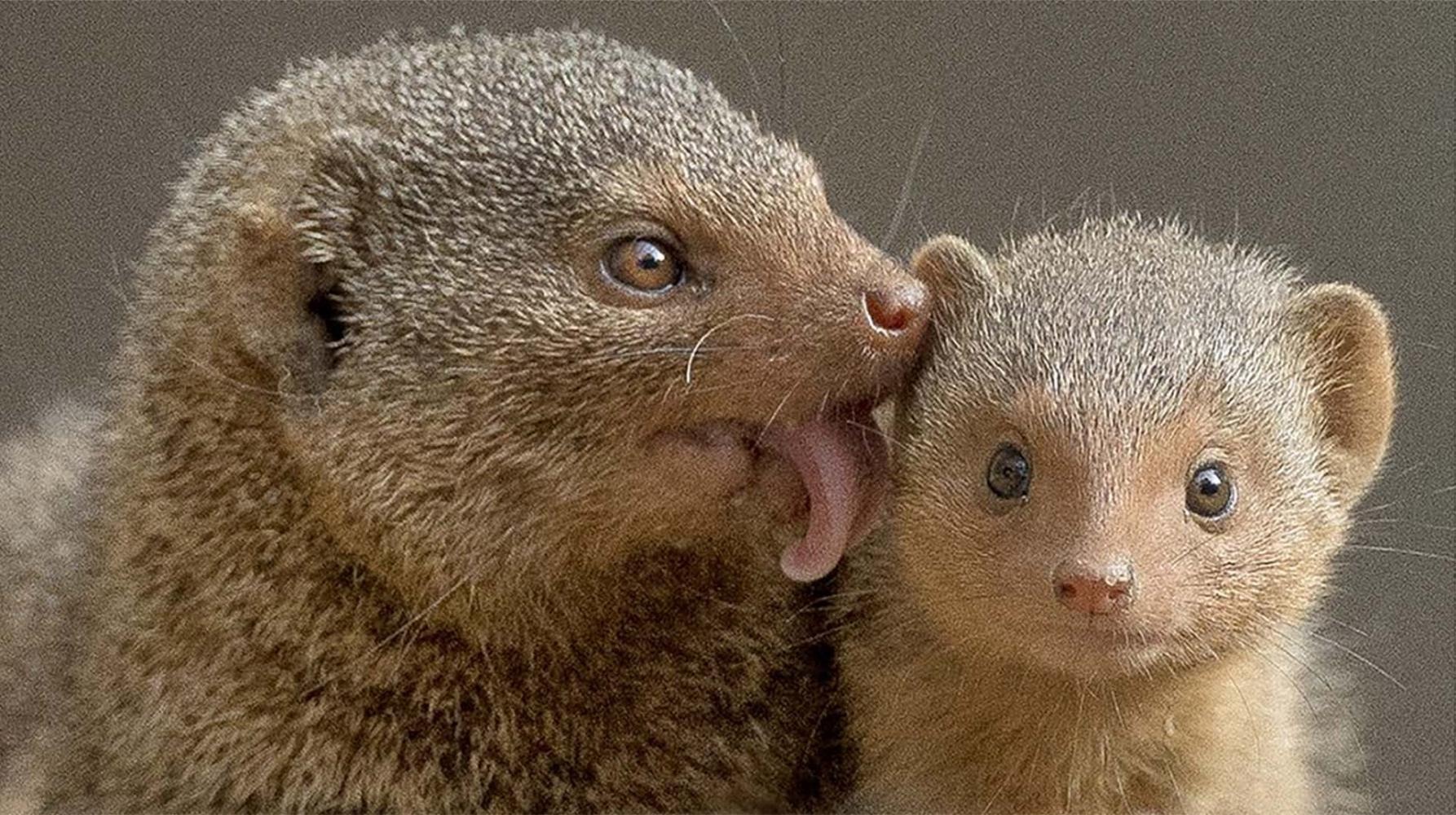 为什么眼镜王蛇的毒性很强,中国的眼镜王蛇最毒最凶猛吗