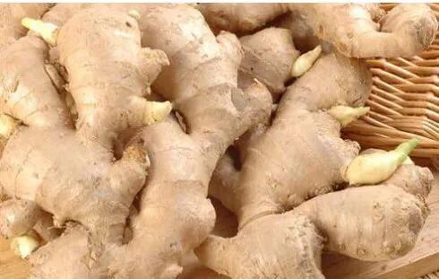 生姜出苗怎样管理,生姜出苗不齐怎么办