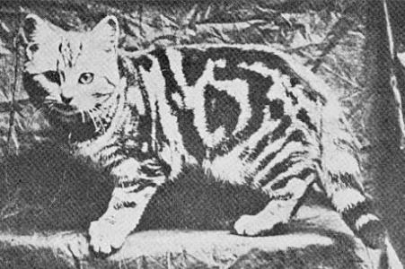 美短虎斑猫咪的品种,美国短毛猫虎斑价格