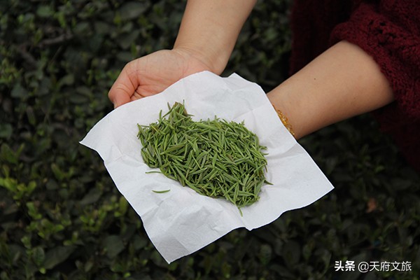 自贡荣县：茶香扑鼻惹人醉春游采茶正当时