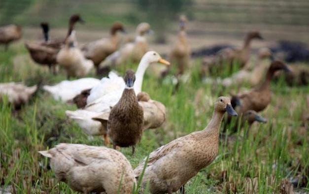 农业趋势未来农业的出路在哪里,农业如何做才能有出路