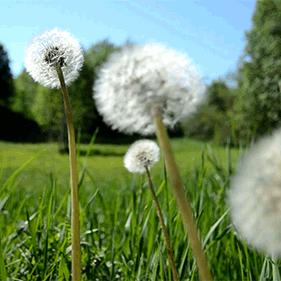 毛*东泽**诗词中的花草树木