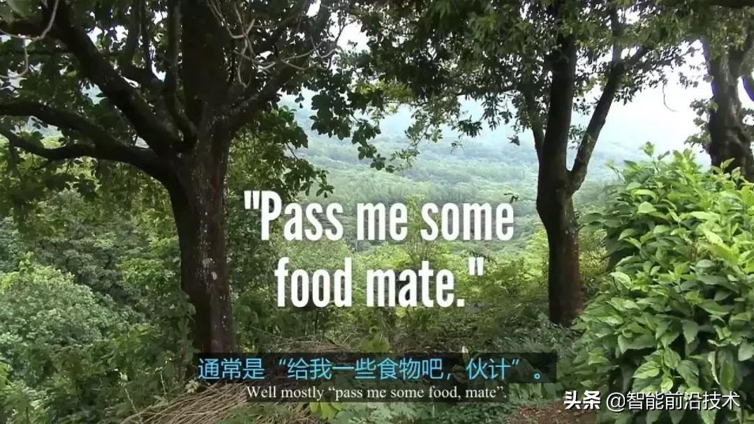 神奇“树联网”,地球本身是一个巨大的超生物体