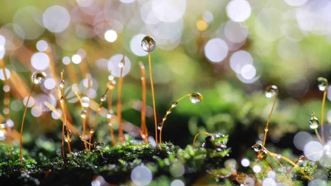 100mm微距一代和二代,90mm更好用的微距