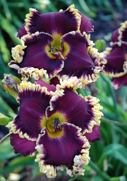 罕见的奇花异草 (160种奇花异草绝对有你没见过的)