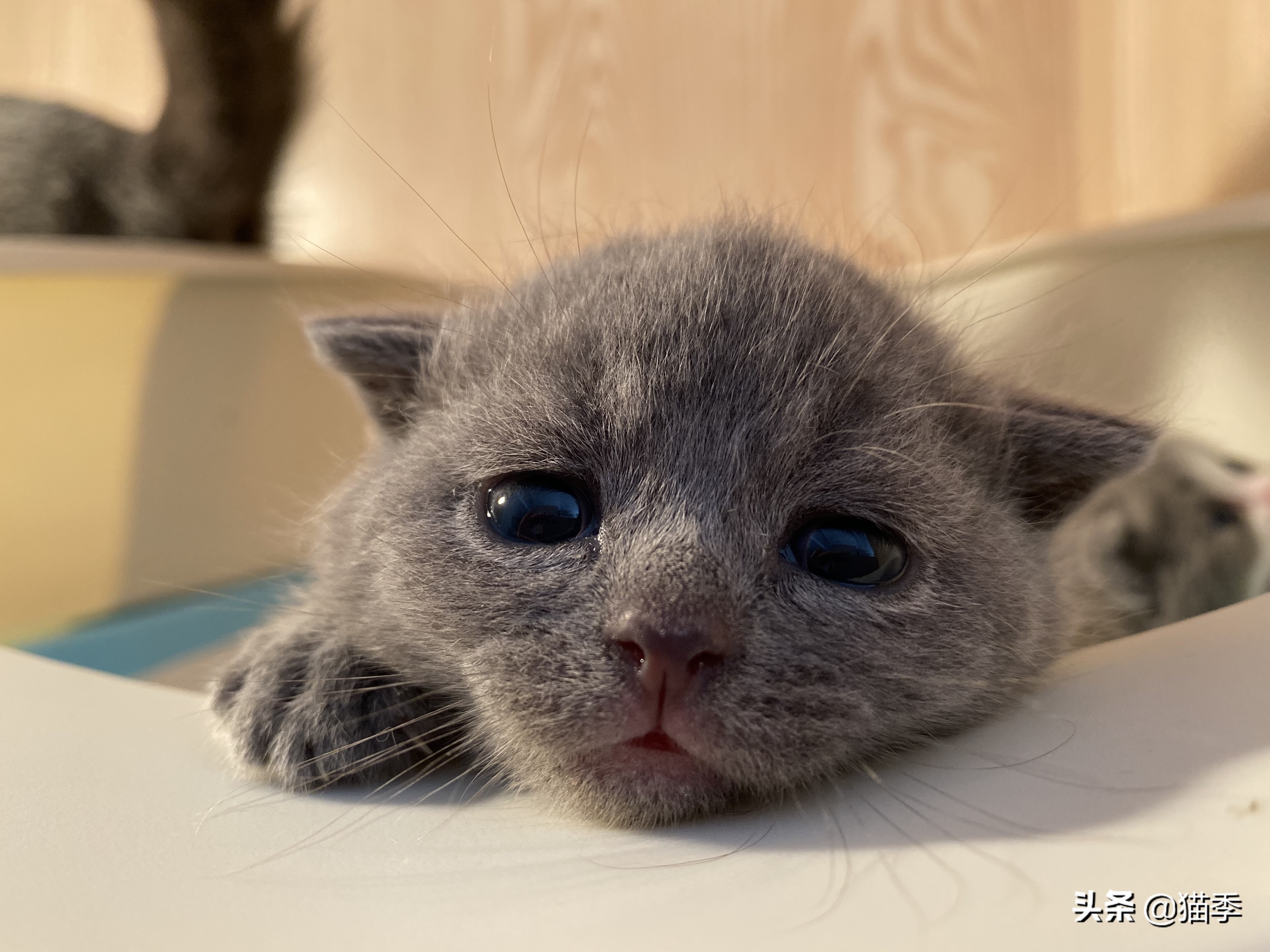 猫咪身上已经有跳蚤什么表现,猫咪长跳蚤什么原因