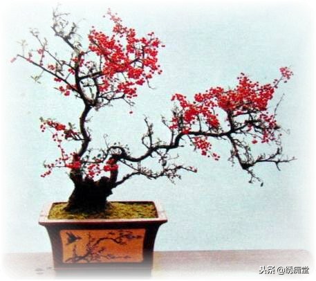 丛林式盆景欣赏,盆景欣赏及制作