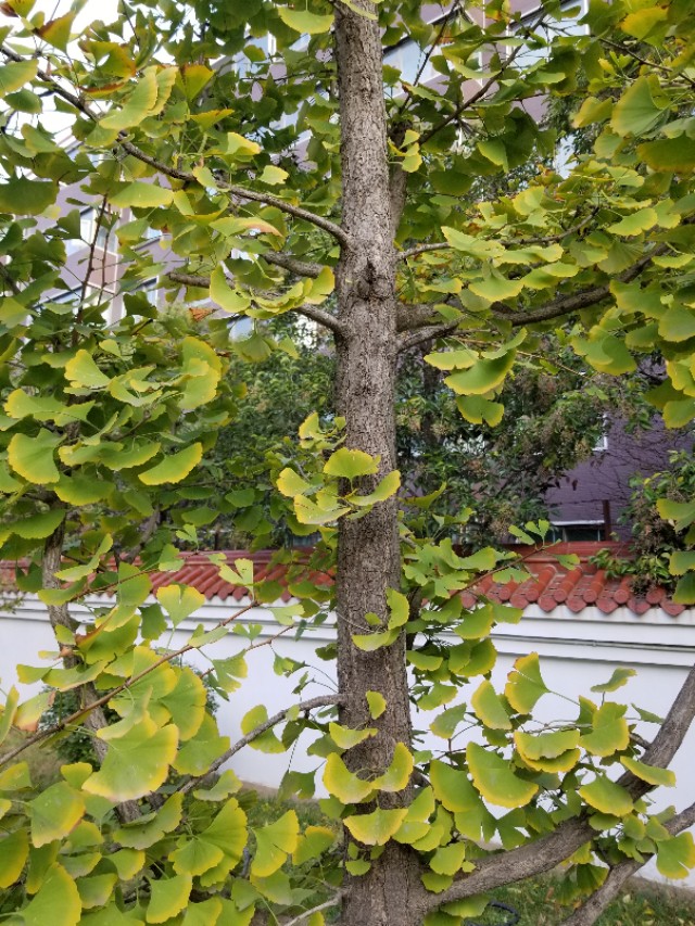 银杏是雌雄同株还是雌雄异株植物,银杏小苗怎么区分公母