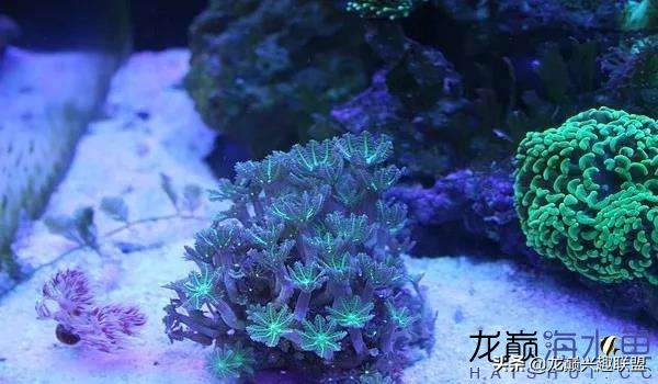 看完别笑，都陪我哭！新人下海开缸的血泪史