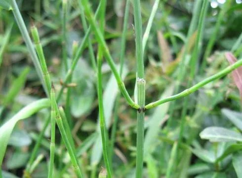 路边常见的中草药植物,路边常见草药视频