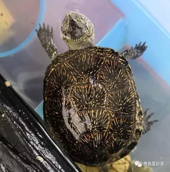 龟冬眠以后几月份开始进食,小青龟冬眠多久开始清肠