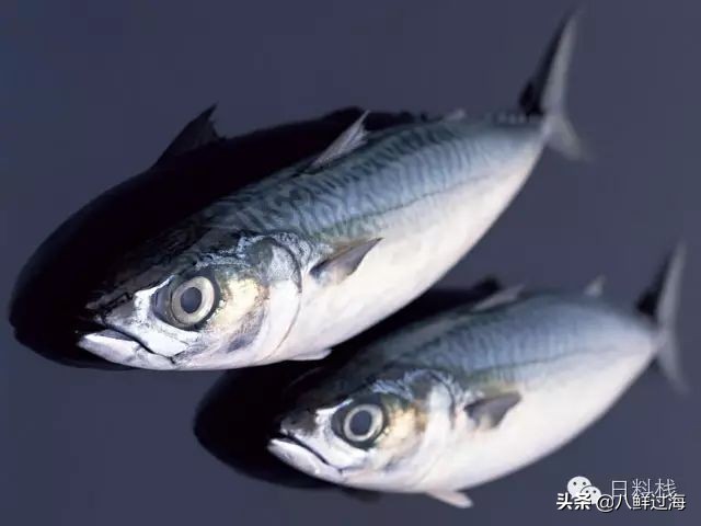鲭鱼｜虽生犹死的那种境界……