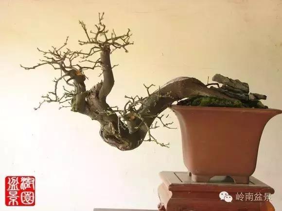 高桩金豆盆景大全,金豆双杆文人盆景欣赏