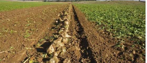 沙门子农场的视频,熬糖稀的土话小故事