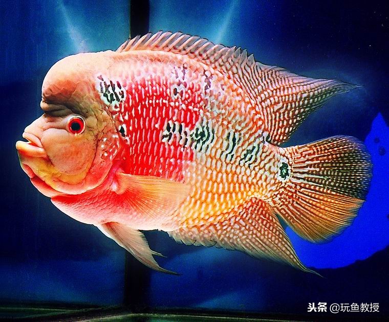 罗汉鱼照什么色的灯光,水温对罗汉鱼起头的影响