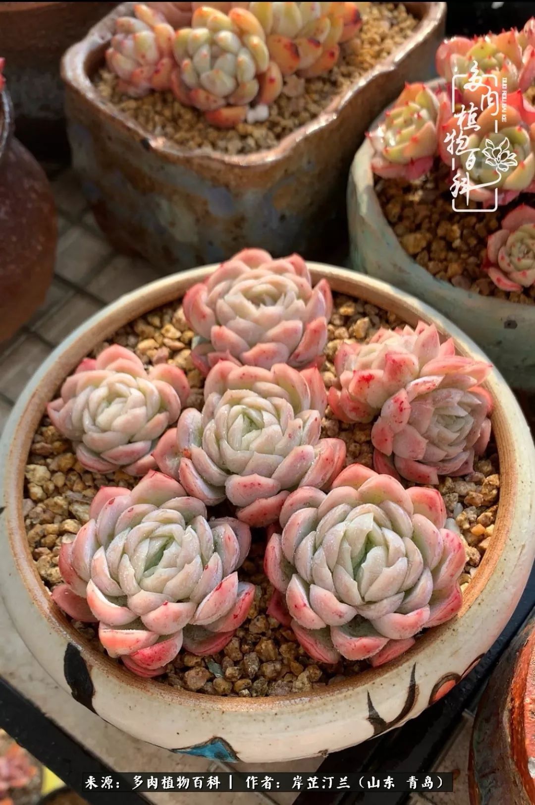 寒冷的冬季唯有多肉,冬日里的多肉宛如雪莲花