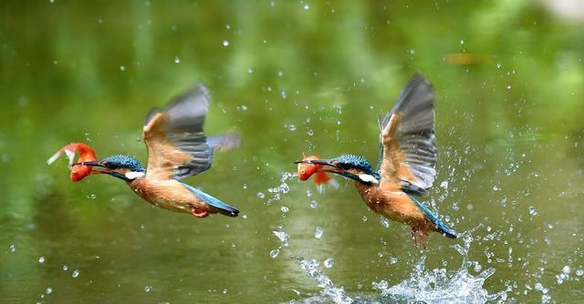 喜欢拍鸟吗？这7个方法让你记录“鸟儿”美，适合新手的拍照攻略