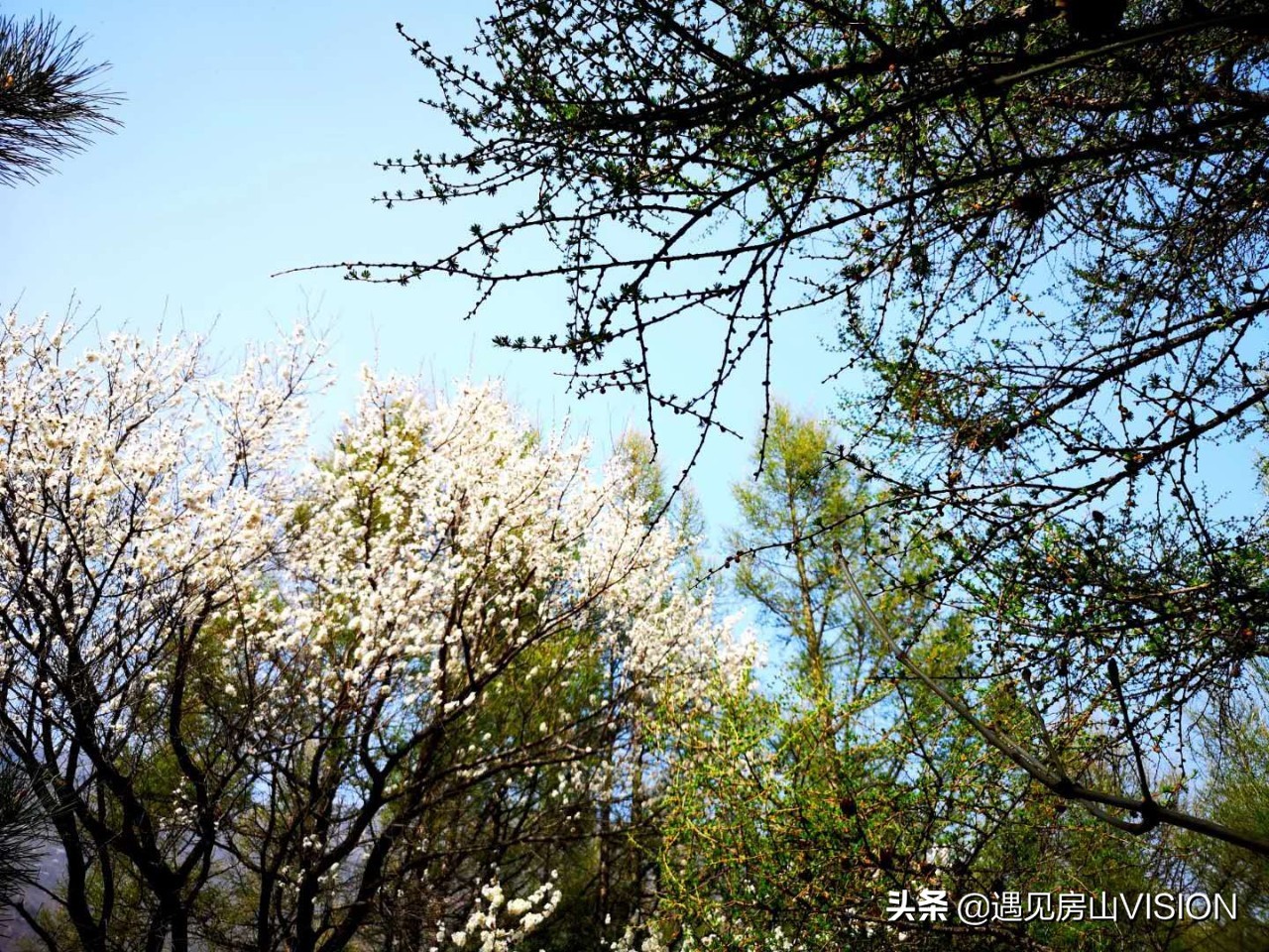 人间四月芳菲天,最美春天在房山——蒲洼行记