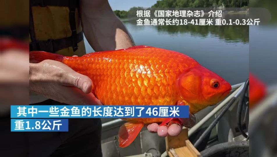 46厘米!18条金鱼引发美国人担忧,会像亚洲鲤鱼一样泛滥吗?