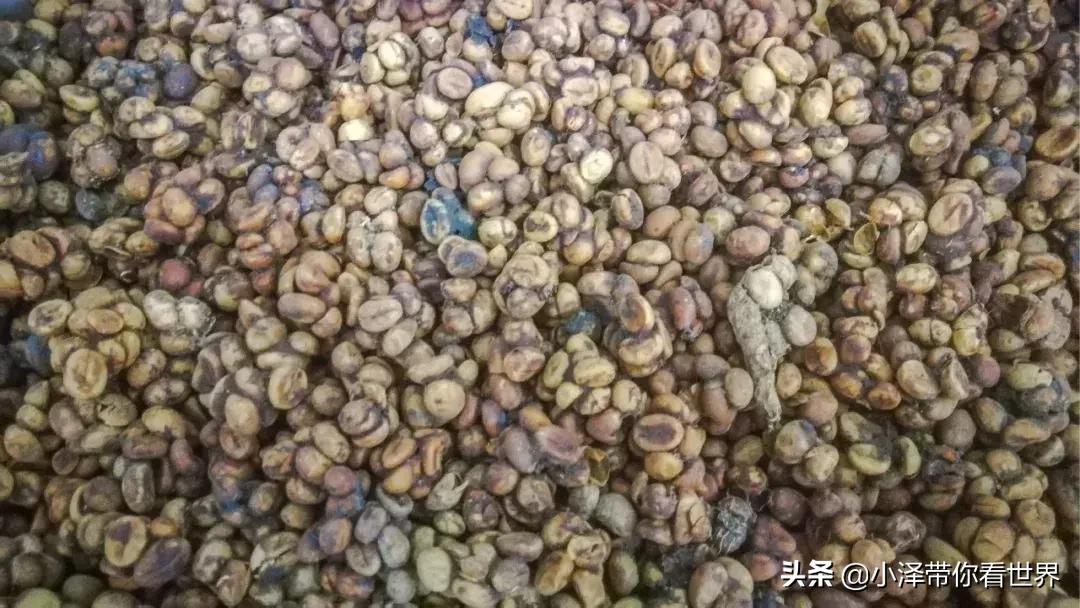 印度尼西亚猫屎咖啡工厂,印度尼西亚正宗猫屎咖啡价格