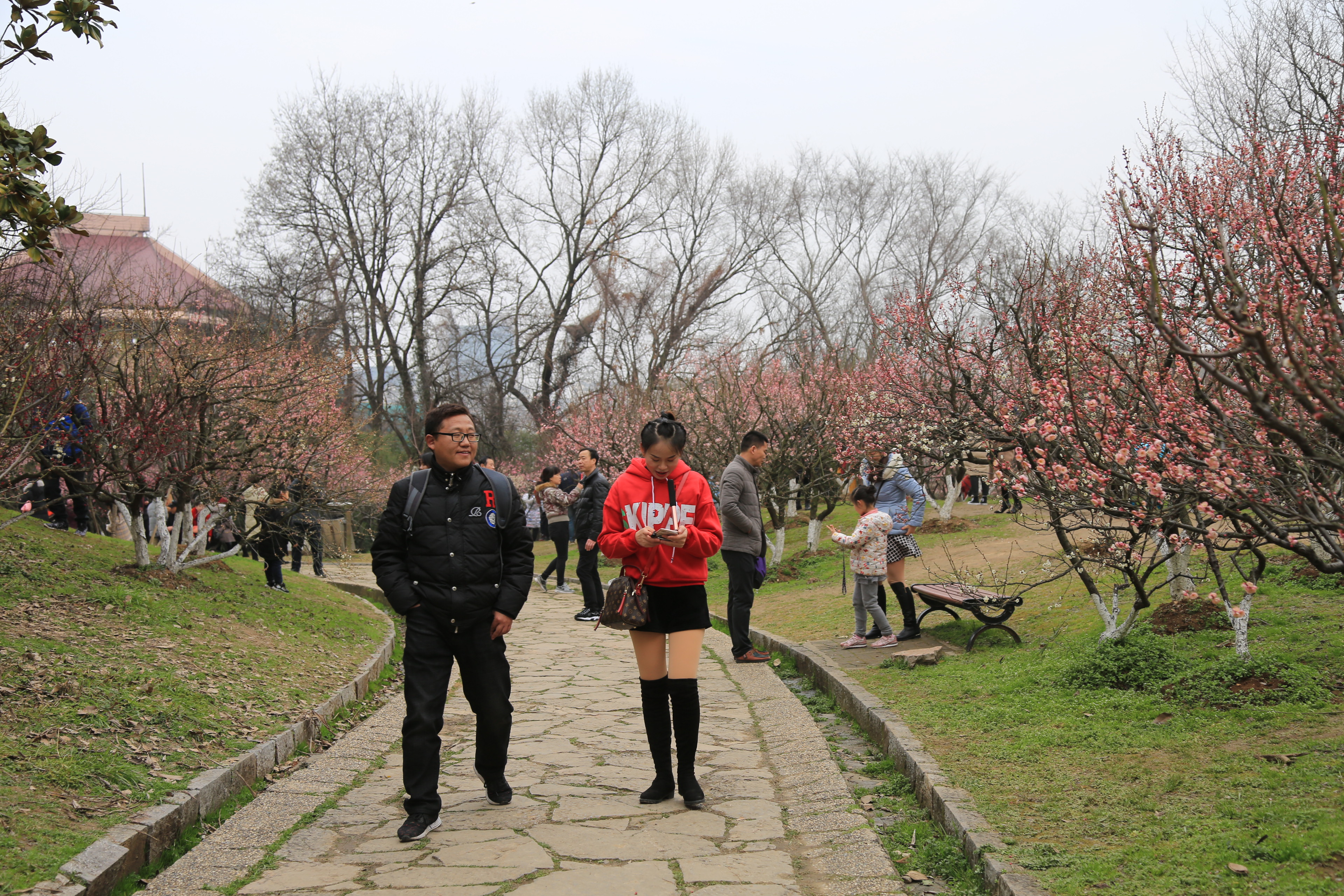 南京古林梅岭，二梅报春；盆景园梅花，婀娜多姿