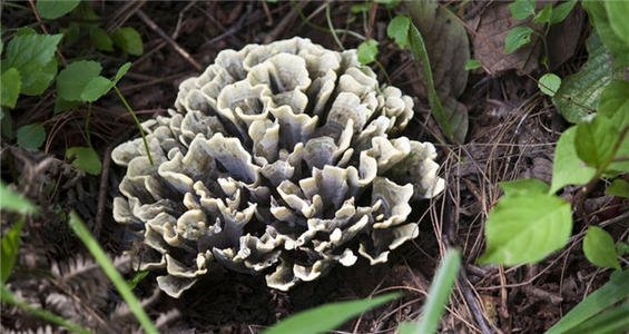 七月去云南吃什么,七月在云南