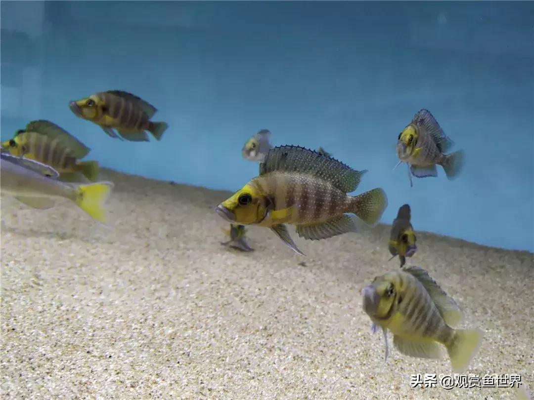 梦想的三湖世界持续建设中……方位:中国天津