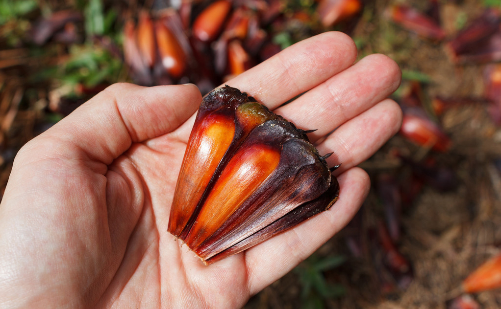 45吨松子阿富汗卖了多少,巴西松子与阿富汗松子的区别