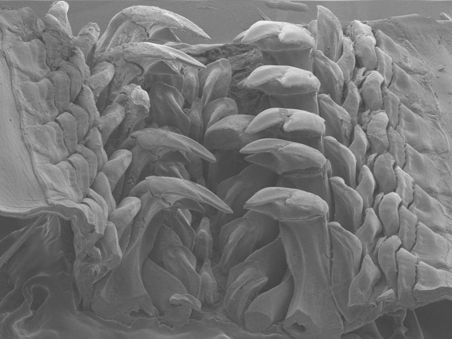 罕见的金属动物,被人类发现的奇怪动物