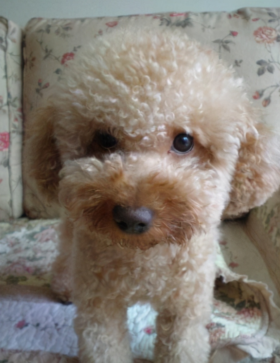 新手养狗泰迪犬如何饲养,新手如何养泰迪犬幼犬