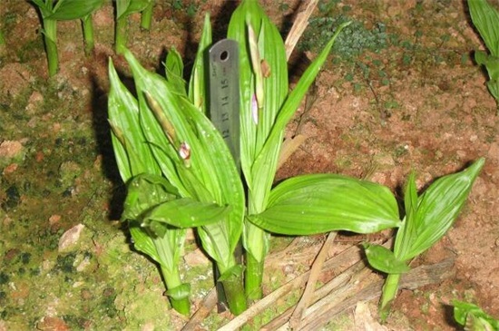 白芨出售时怎样分类,这段时间收购的白芨有哪些