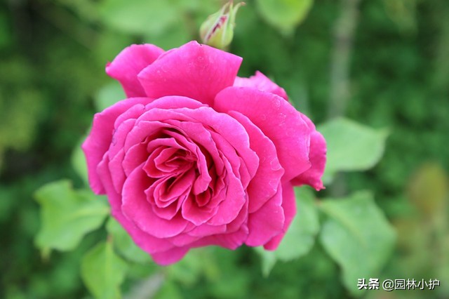 那些年你收到的玫瑰，其实是月季！扎不扎心？