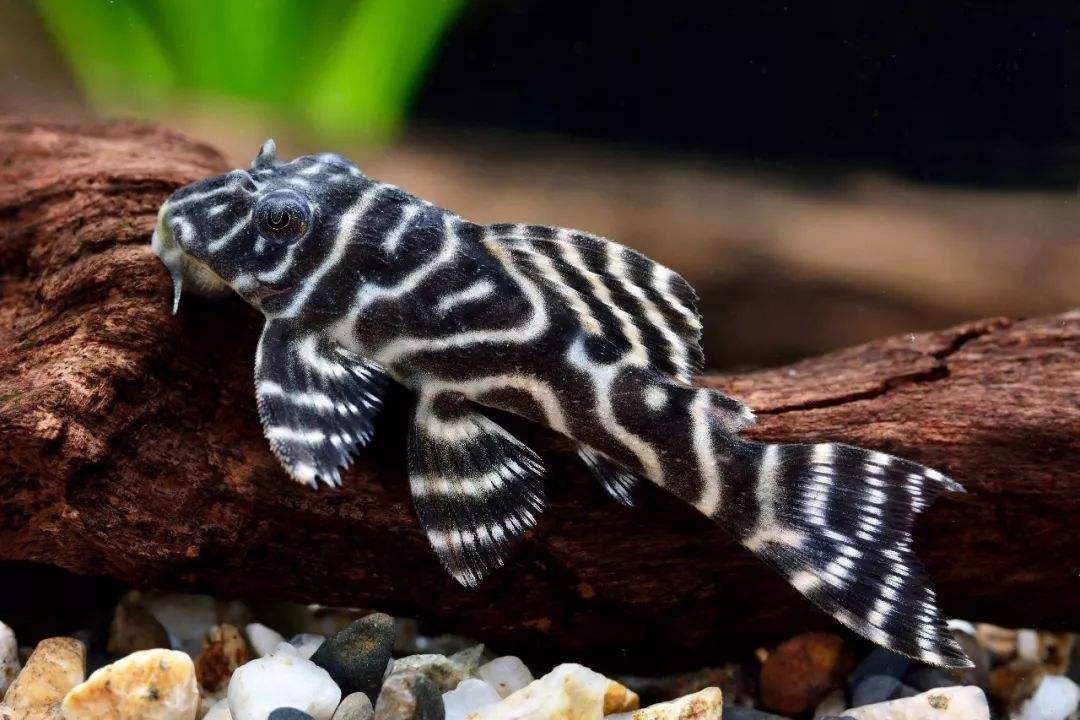 小龙虾的蜕变,小龙虾的逆袭