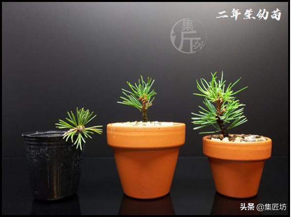 幼苗不好养？盆器很关键！以松类盆景为例，浅谈盆景幼苗养护技巧