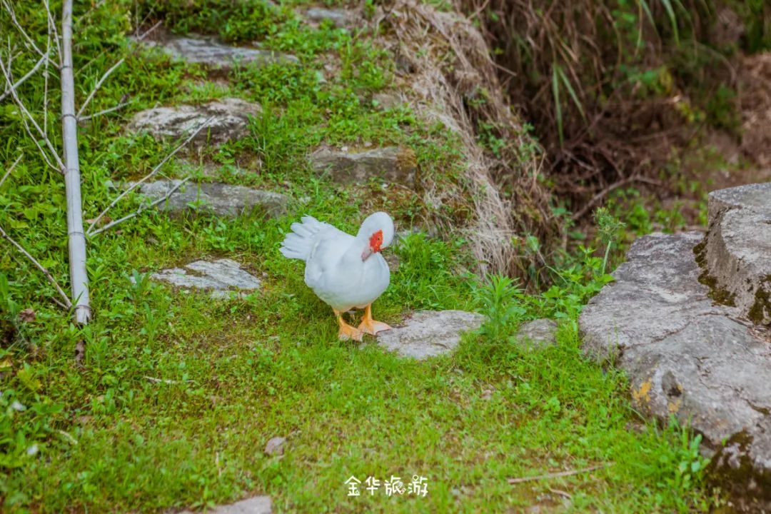 藏在崇山峻岭深处的世外桃源,藏在深山老林里的世外桃源