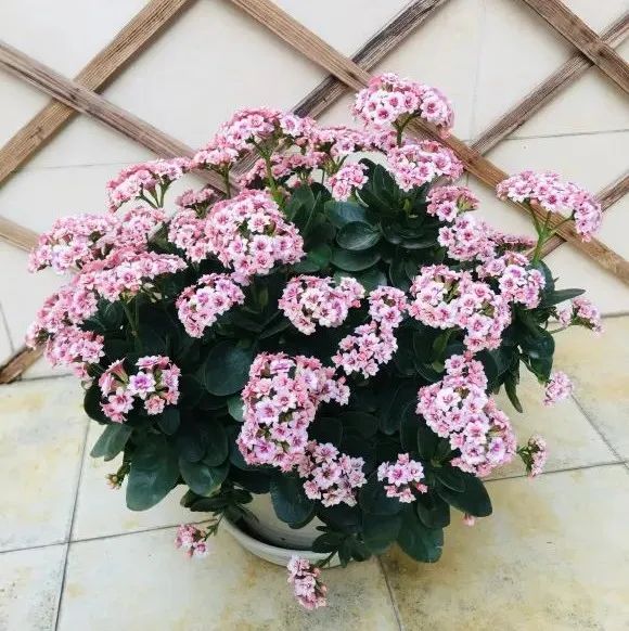 去花市买花千万别买这4种花,春天逛花市5种花千万别买