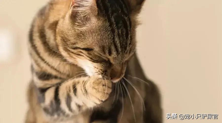 猫奴全面养猫指南,猫奴十三豆柴猫粮