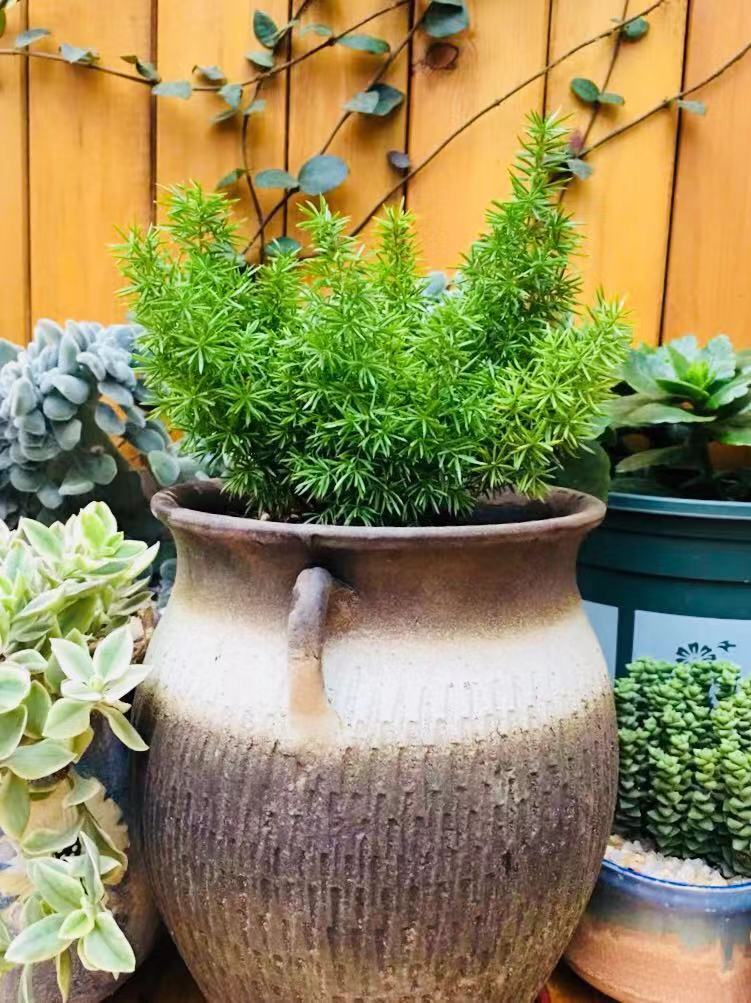 刷屏级花草，我也就拿着手机看了一下午而已！