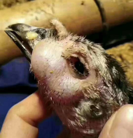 急性鼻炎传染孩子怎么办,慢性鼻炎传染吗怎么预防啊