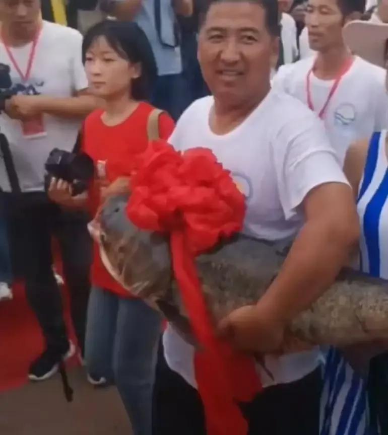 2016年360万天价鱼,头鱼为什么拍出近300万天价