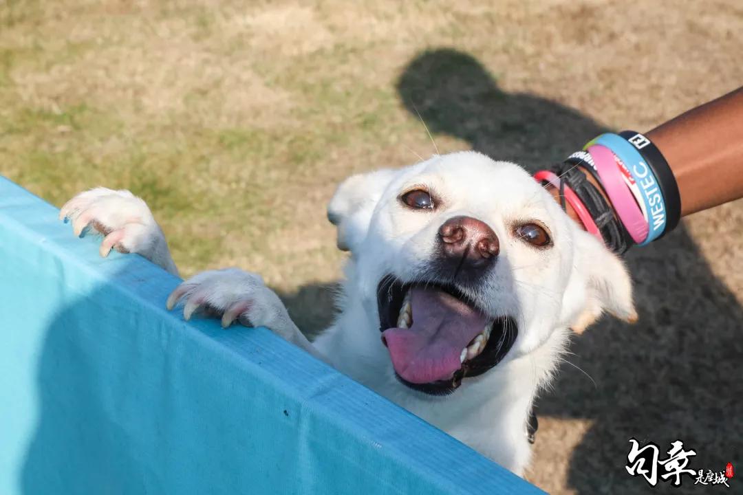 汪汪汪~宁波首家宠物主题乐园登陆江北，铲屎官们走起