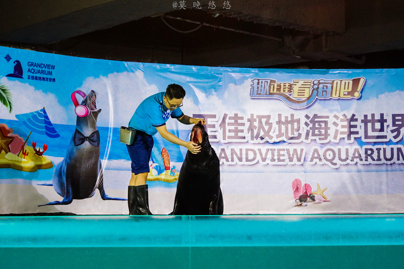 海洋极地海洋世界攻略,正佳极地海洋世界白鲸海象