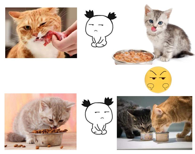 自制猫饭不重样,自制猫饭很难吗
