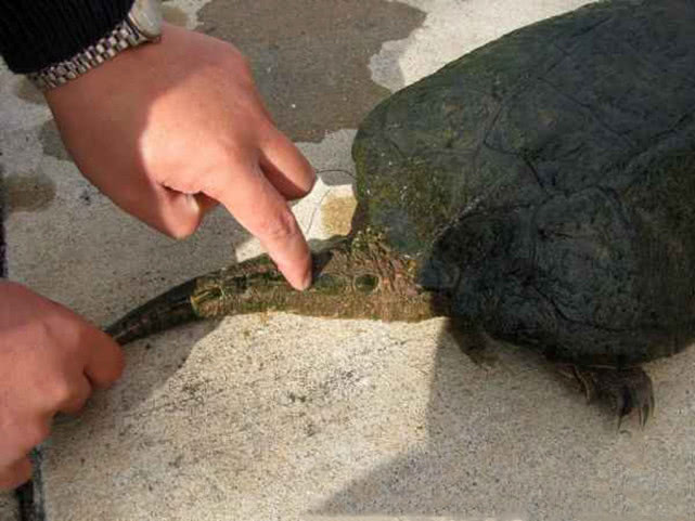 钓到奇怪的乌龟,钓起巨型乌龟